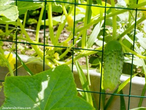 Cucumber_plant